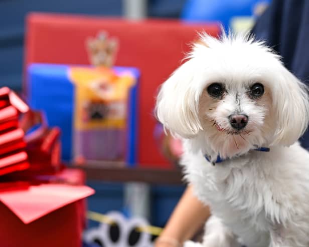 Mars celebrates 90 years in Pet Care with a Tail-Wagging Paw-ty for Batterseas oldest residents